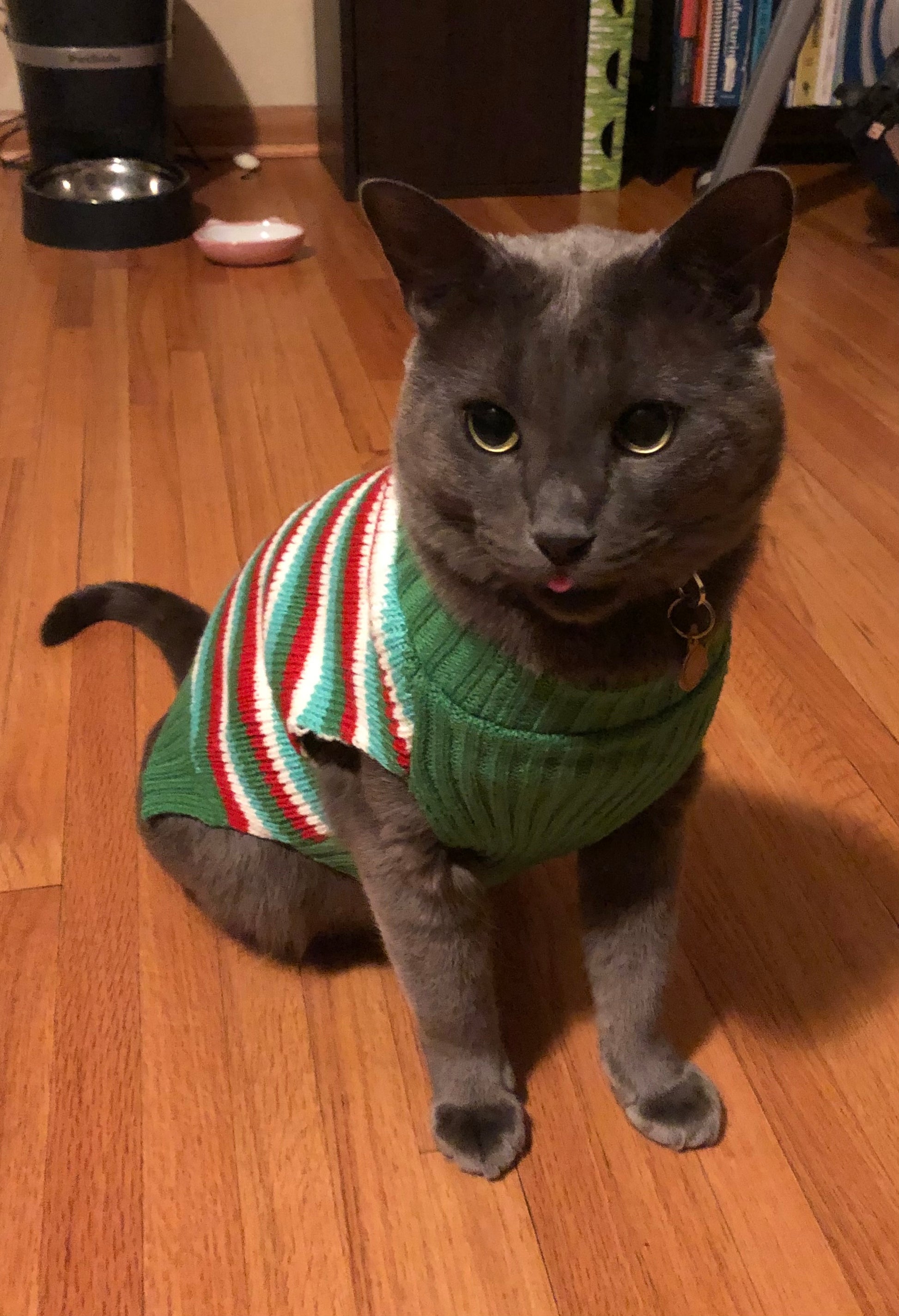 A photo of a gray cat in a green, red, and white sweater.