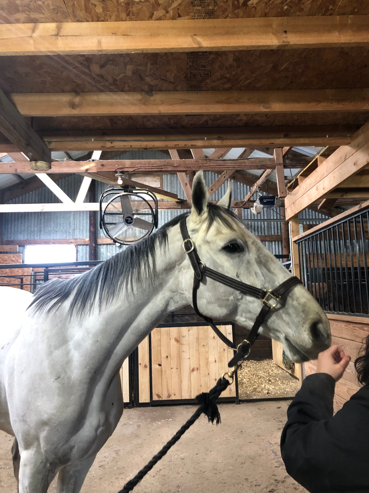 A gray horse from the neck up. The horse is sniffing a hand.